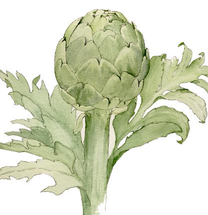 artichoke