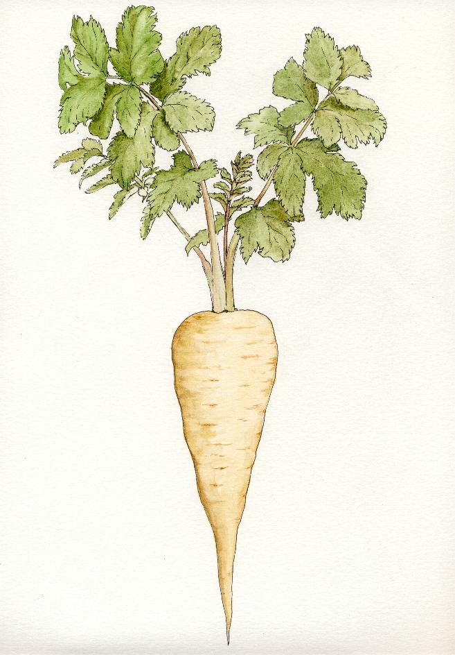 parsnip