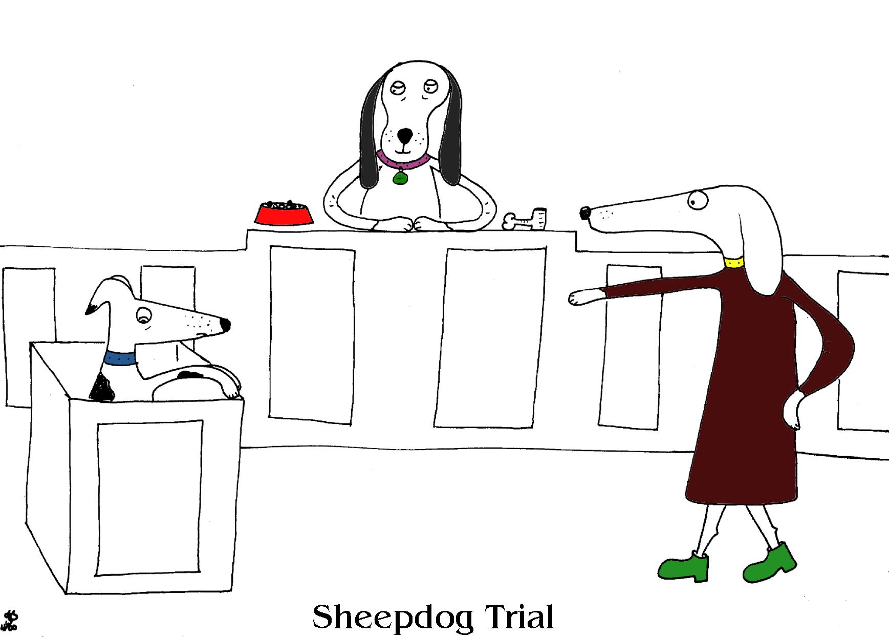 sheepdog trial