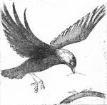 Jackdaw smallholder1 smll