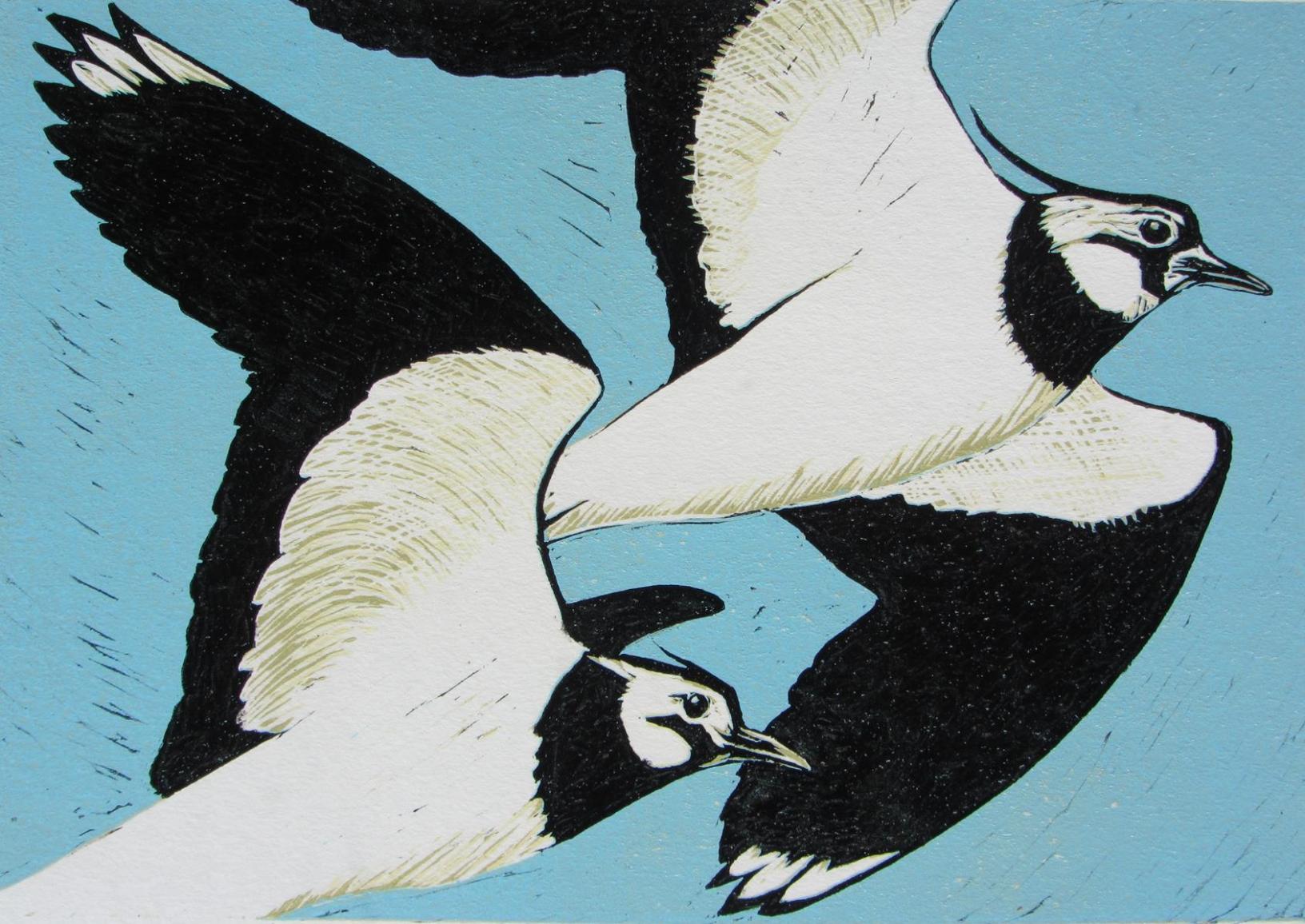 lapwings in flight (Copy)