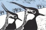 lapwings