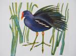 moorhen (Copy)
