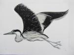 heron in flight (2)