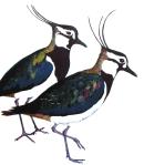lapwings 2 (Copy)