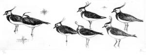 Lapwings drypoint 28x14.5 (Copy)