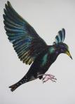 Starlings Jan 2015 (2) (Copy)