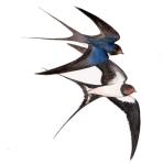 swallows wedding (Copy)