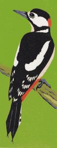 greater spotted woodpecker green background (Copy)