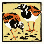 Turnstones-for-website